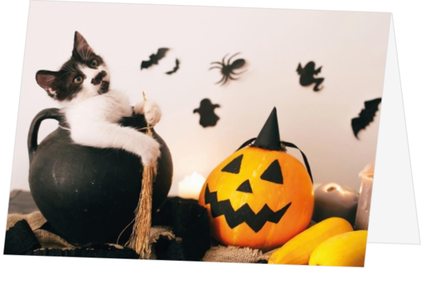 Lief Halloween kaartje met kitten