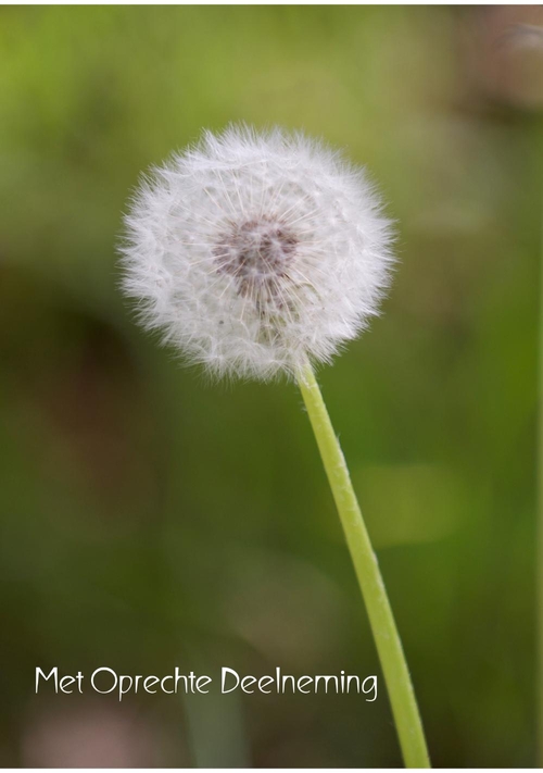 Condoleancekaart paardenbloem pluizenbol in het veld Voorkant