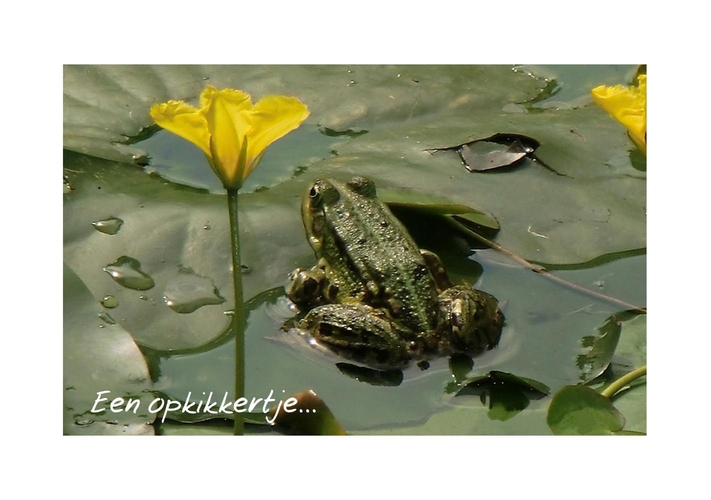 beterschapskaart kikker opkikker lelie cre16021002 Voorkant