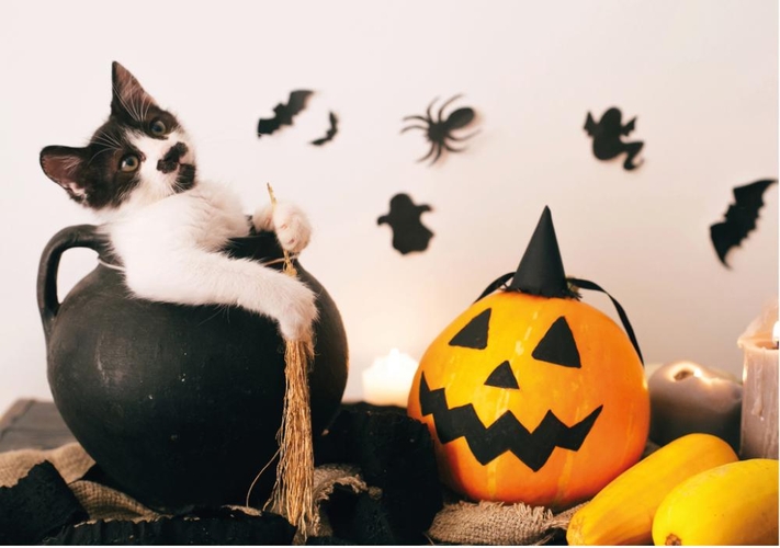 Lief Halloween kaartje met kitten Voorkant