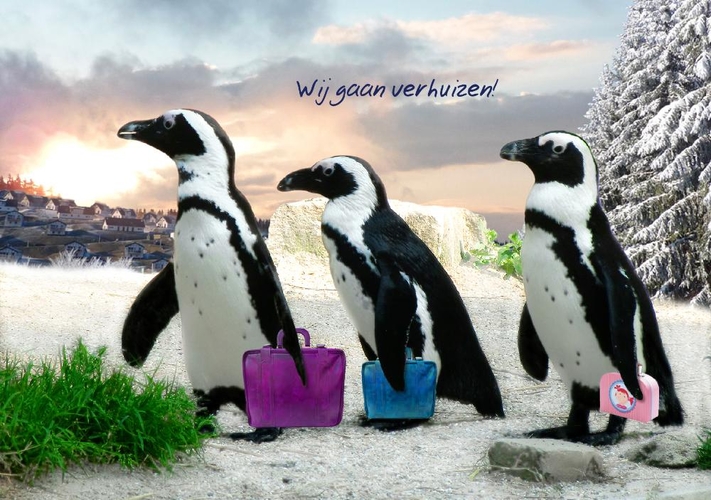 Verhuiskaart pinguïn familie Voorkant